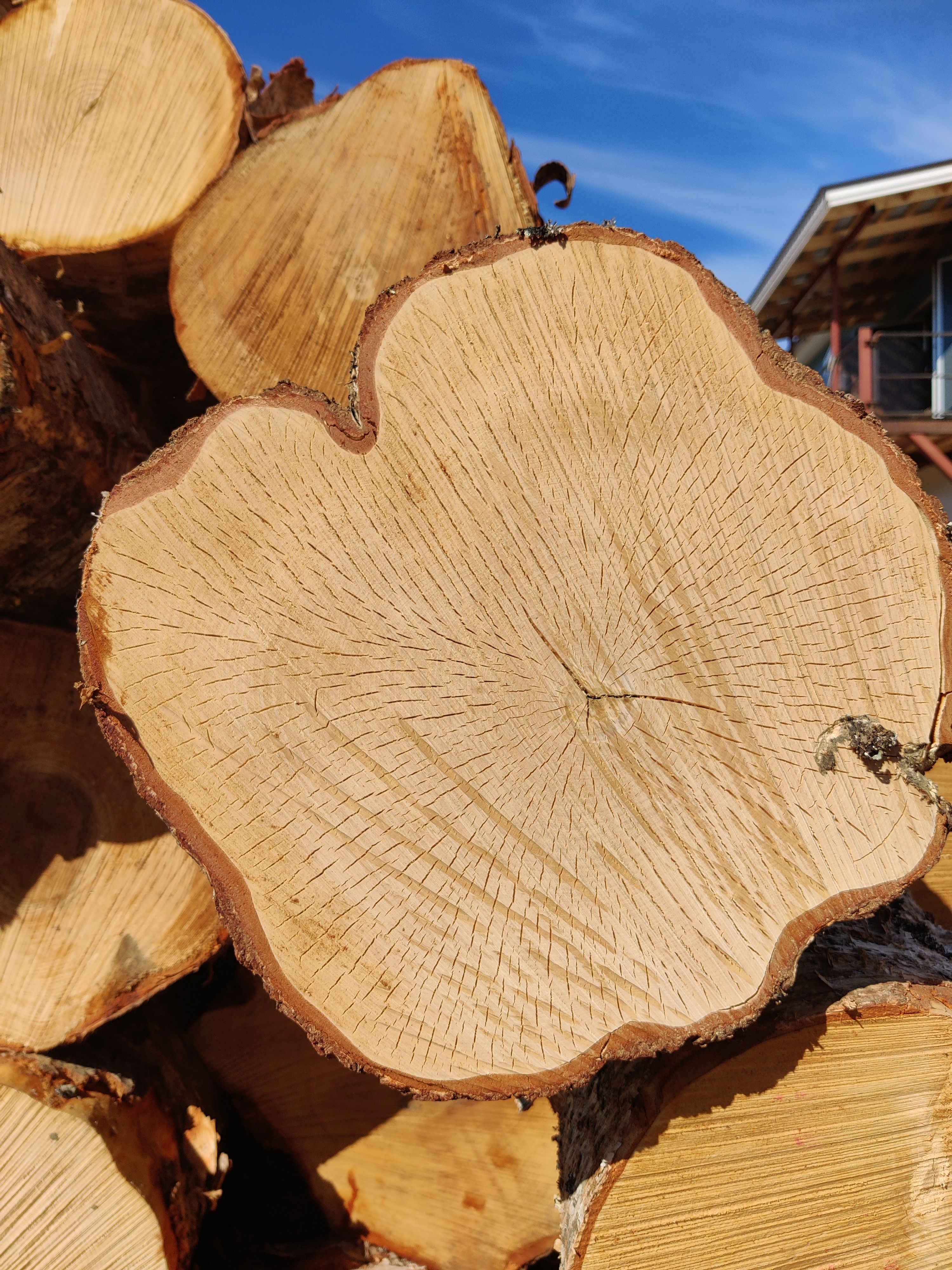 Haka-Wood birch log